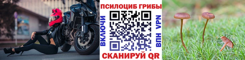 где найти   Реутов  Псилоцибиновые грибы прущие грибы 